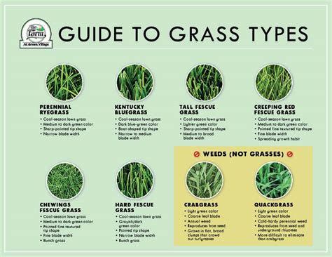 how are grasses similar to other types of plants